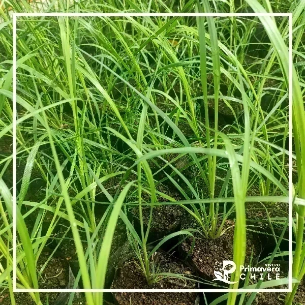 Cola de Zorro / Cortaderia Feather