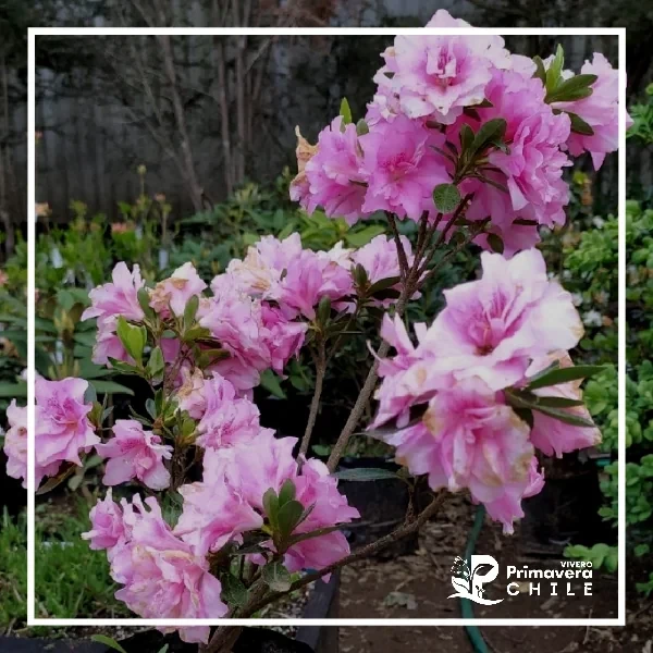 Azalea Rosada Doble