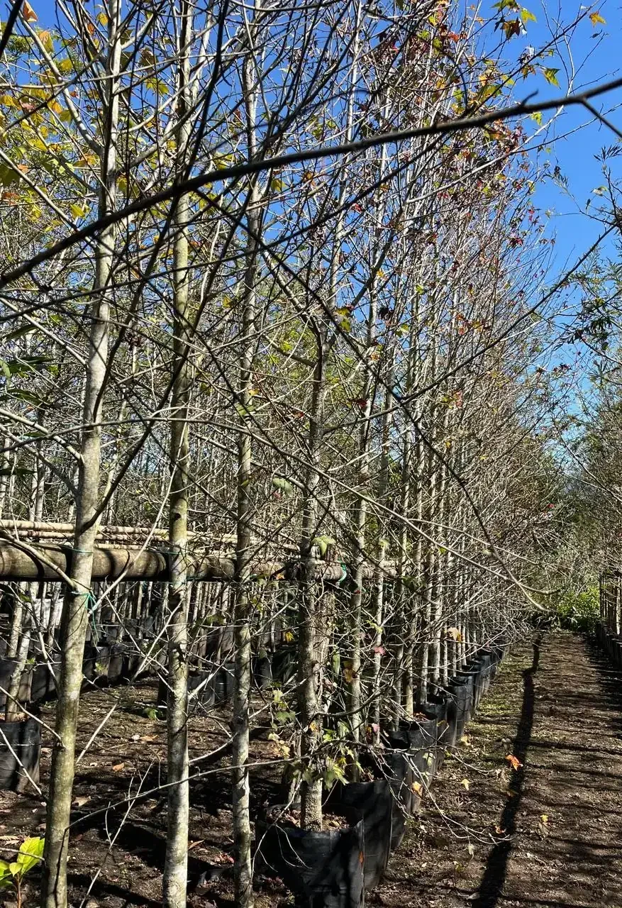 Liquidambar