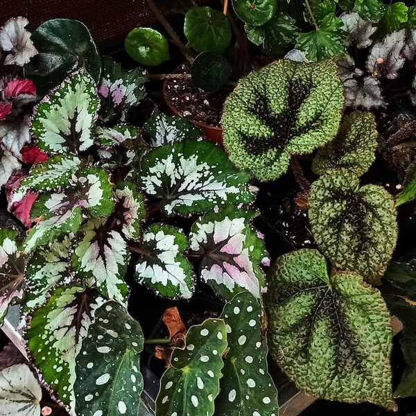 Plantas de Interior
