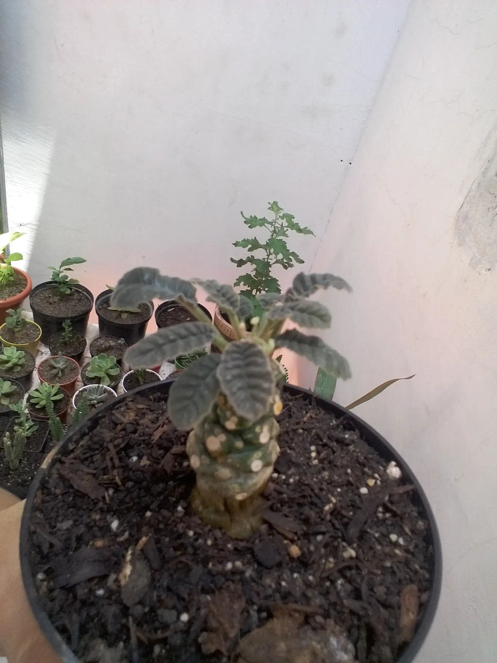 Dorstenia foetida  2