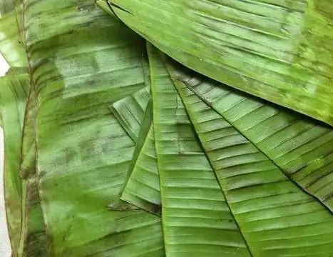 HOJAS DE PLATANO