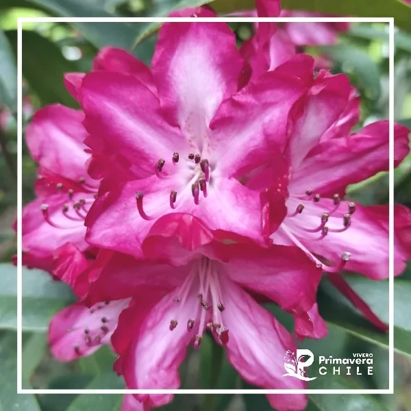 Rododendro Madame Guillerme