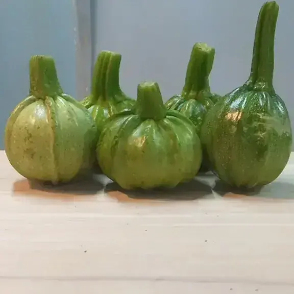 Wicoy