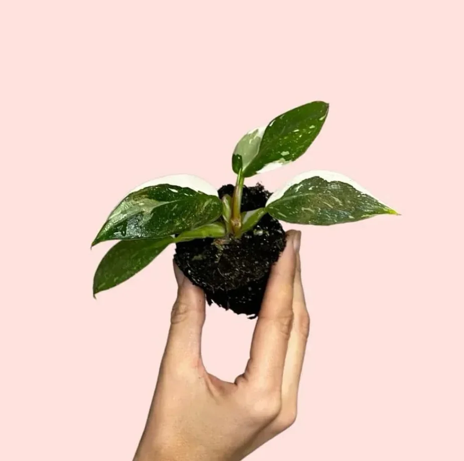 PHILODENDRON WHITE PRINCESS