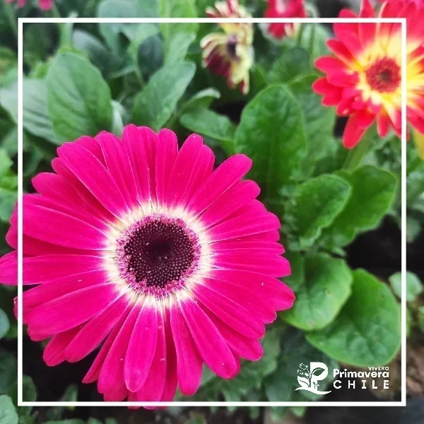 Gerbera 2
