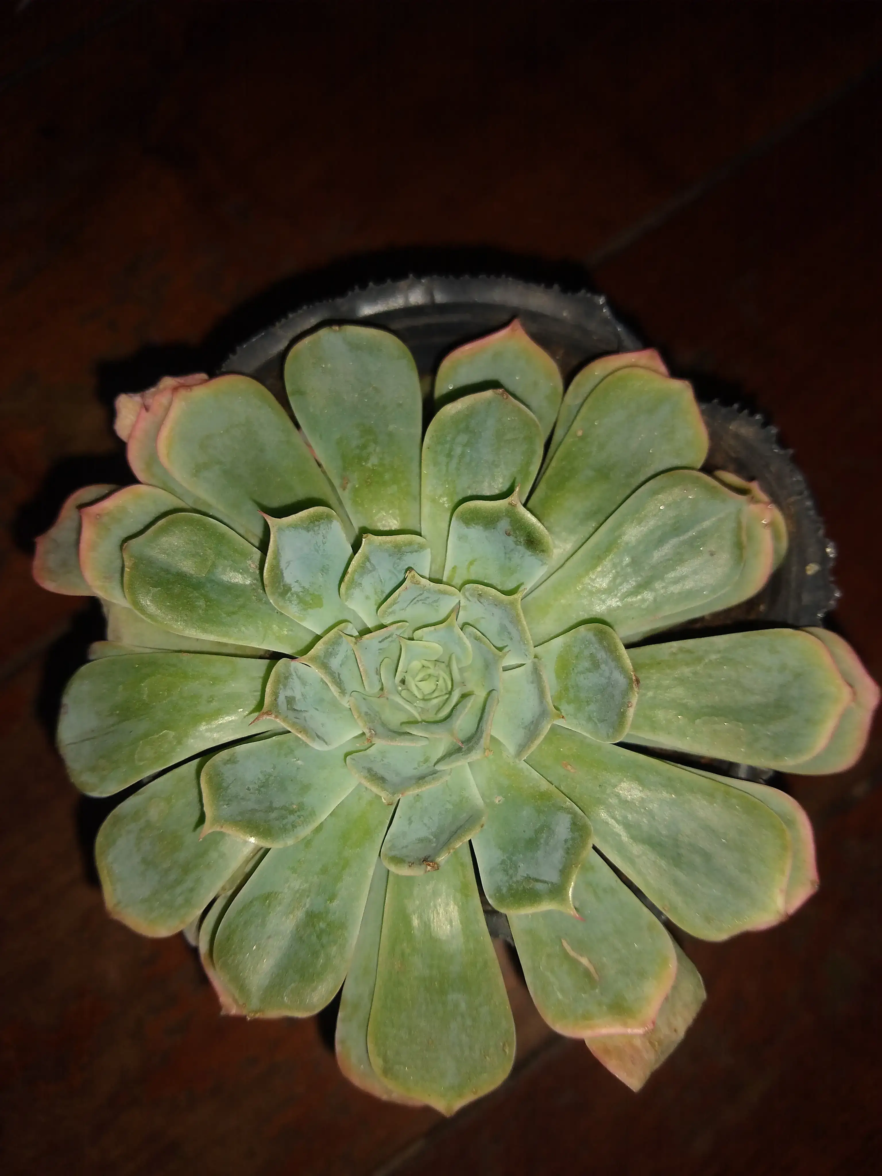 Echeverria Elegan Rose.