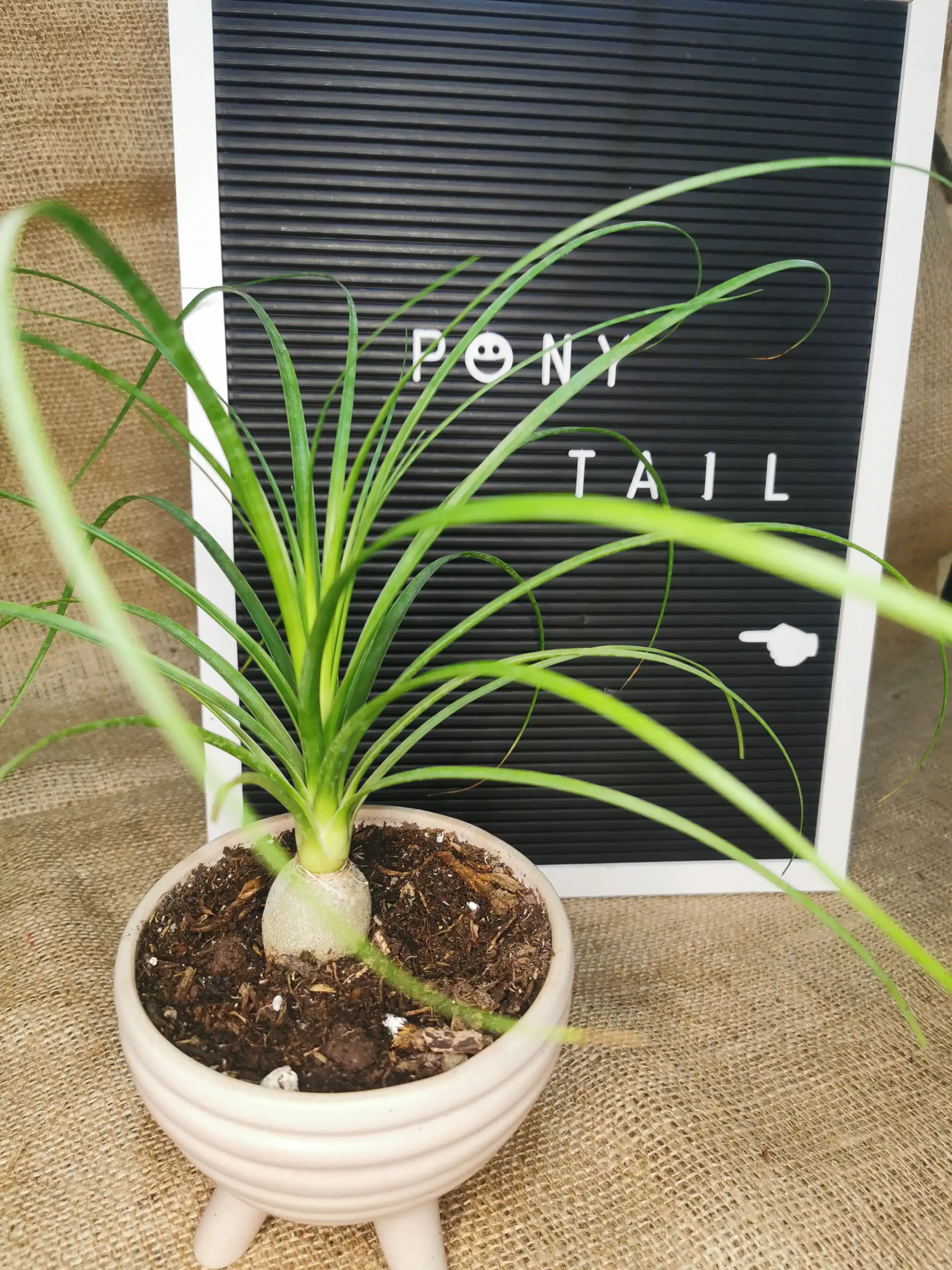 PONY TAIL