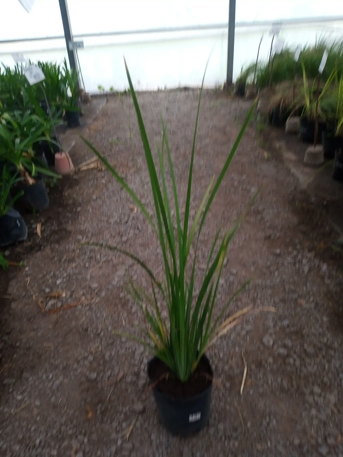 Dietes
