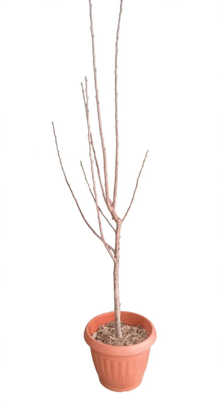 Cerezo Arbol Grande 2