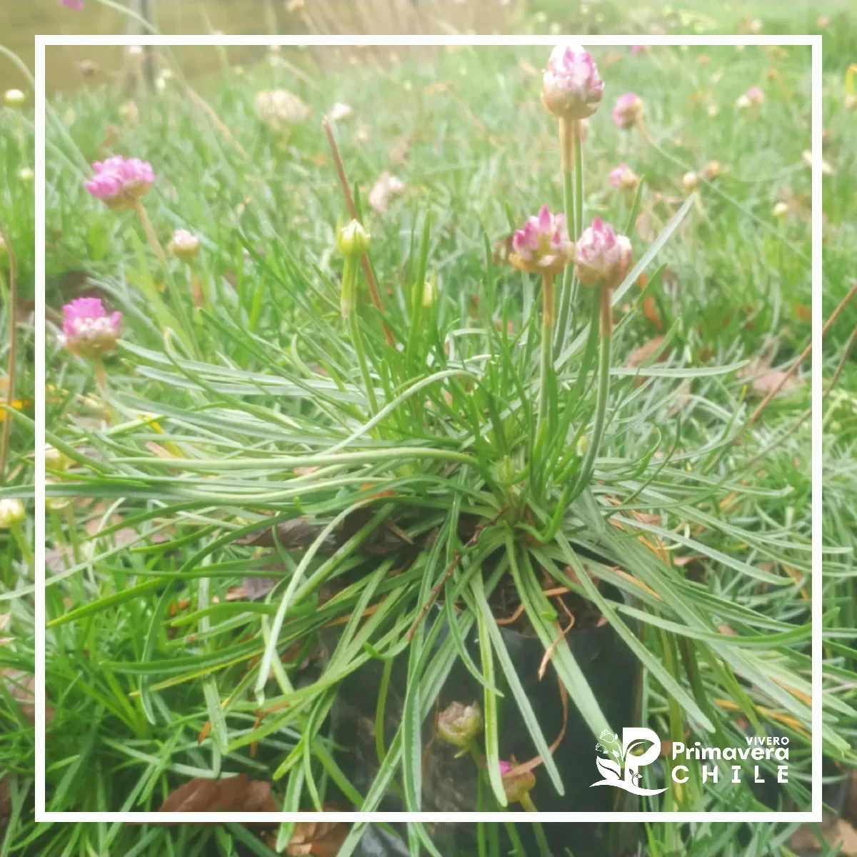 Armeria Maritima (Manuelito) 2