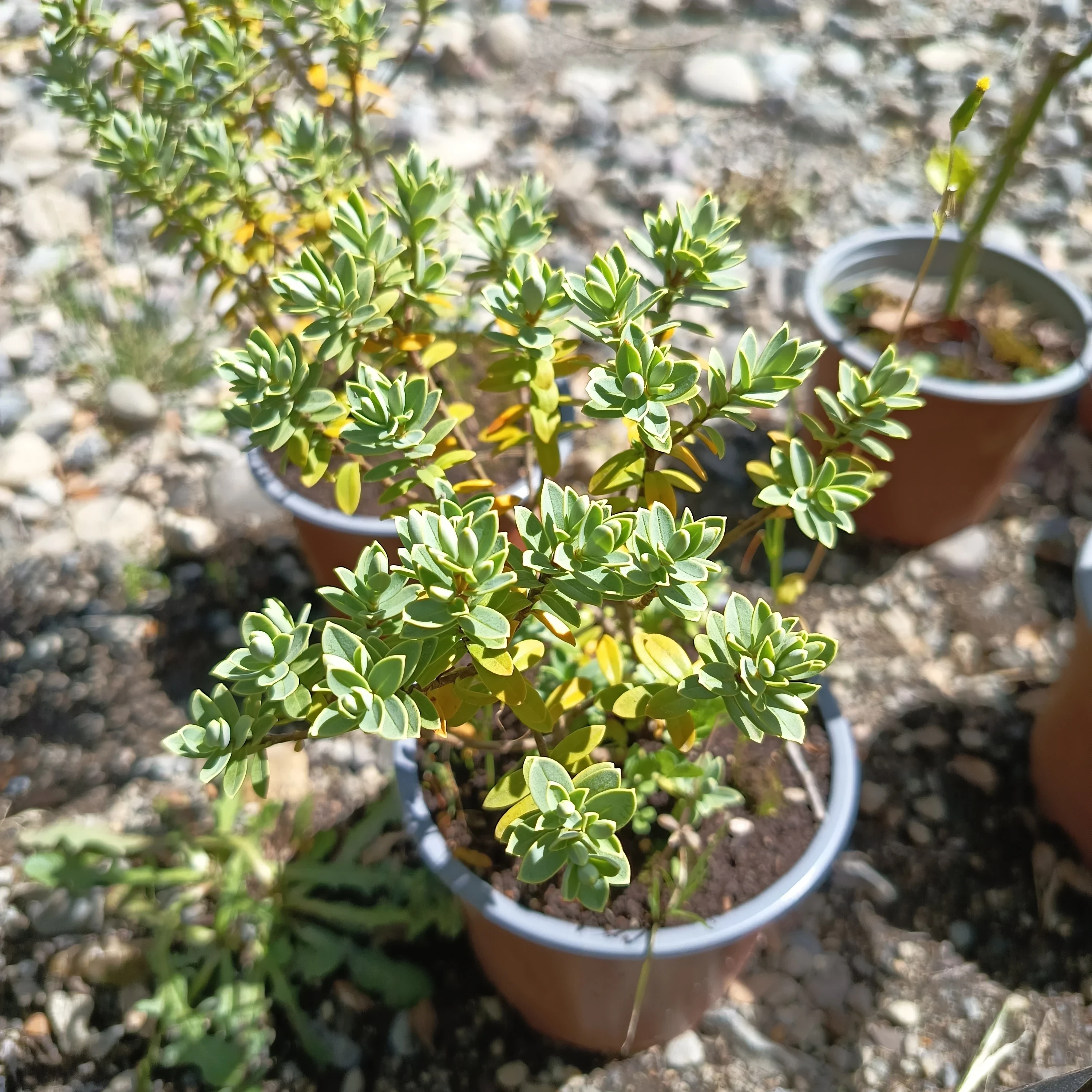 Veronica Enana (Veronica Hebe Pinguifolia)