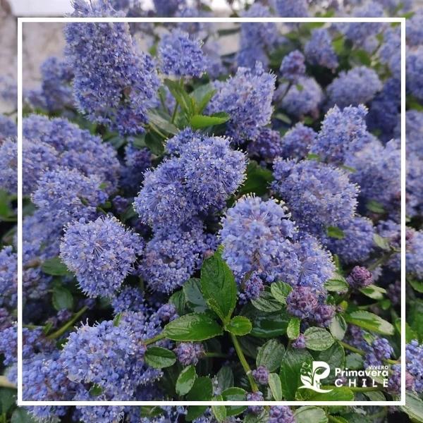 Ceanothus thyrsiflorus