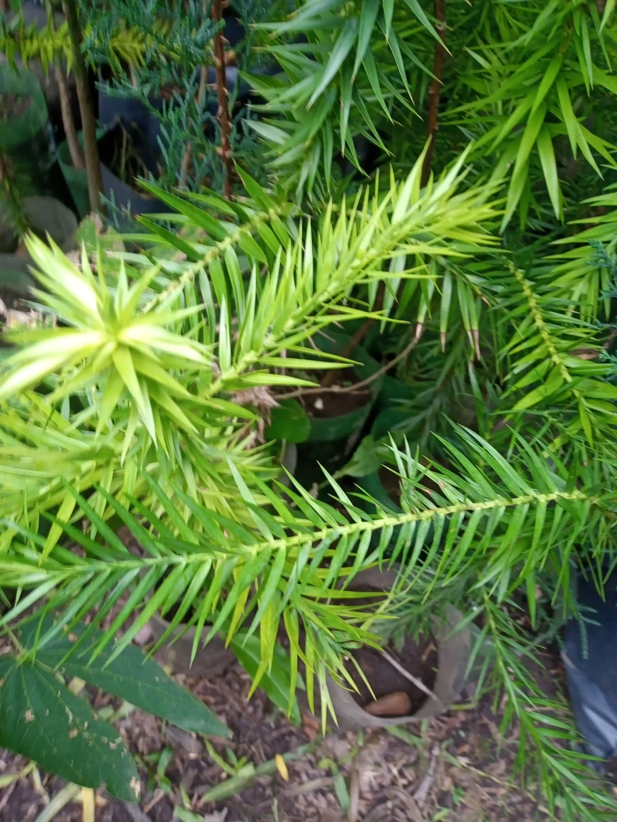 Combo forestal 6 árboles