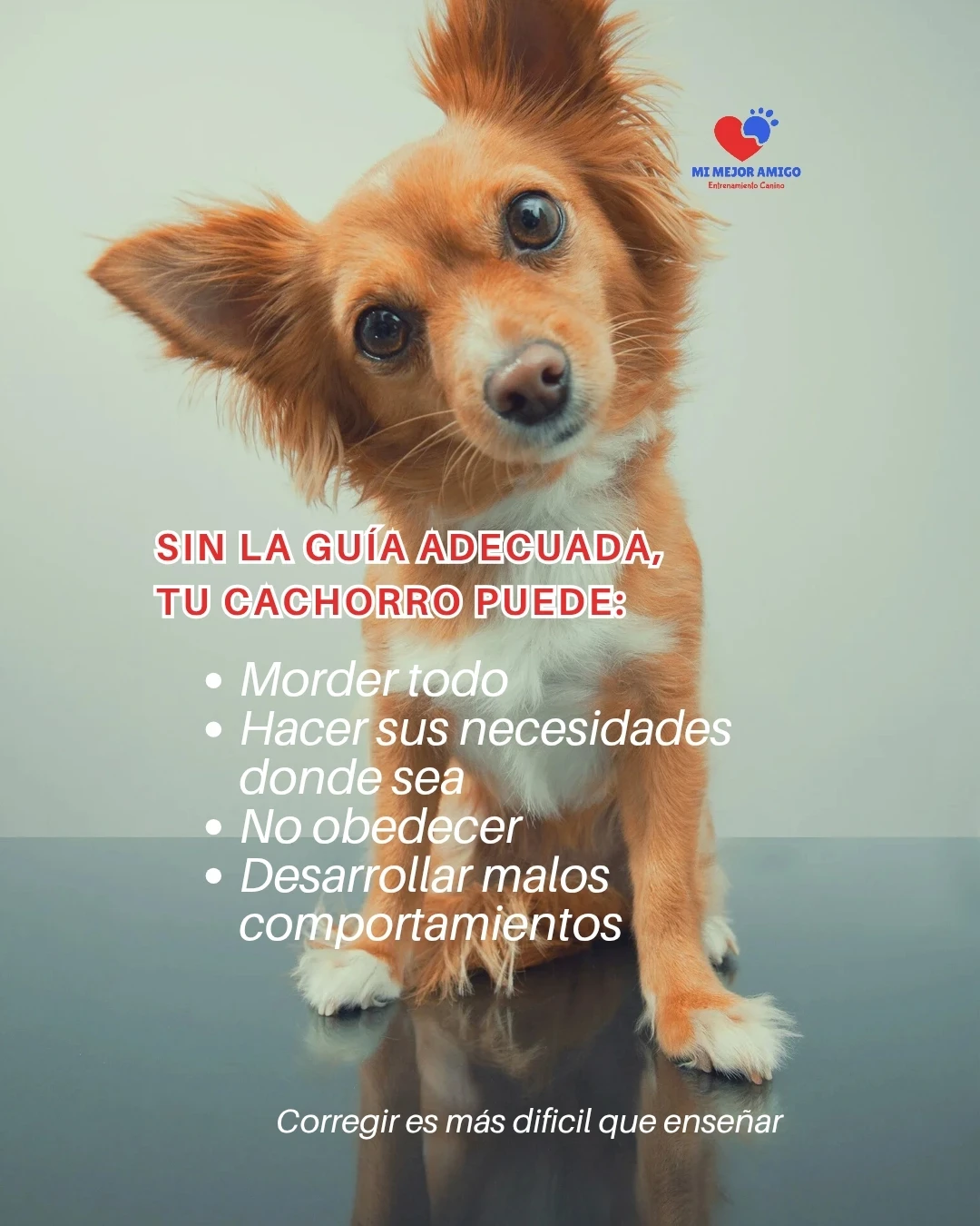 CURSO PARA CACHORROS 2
