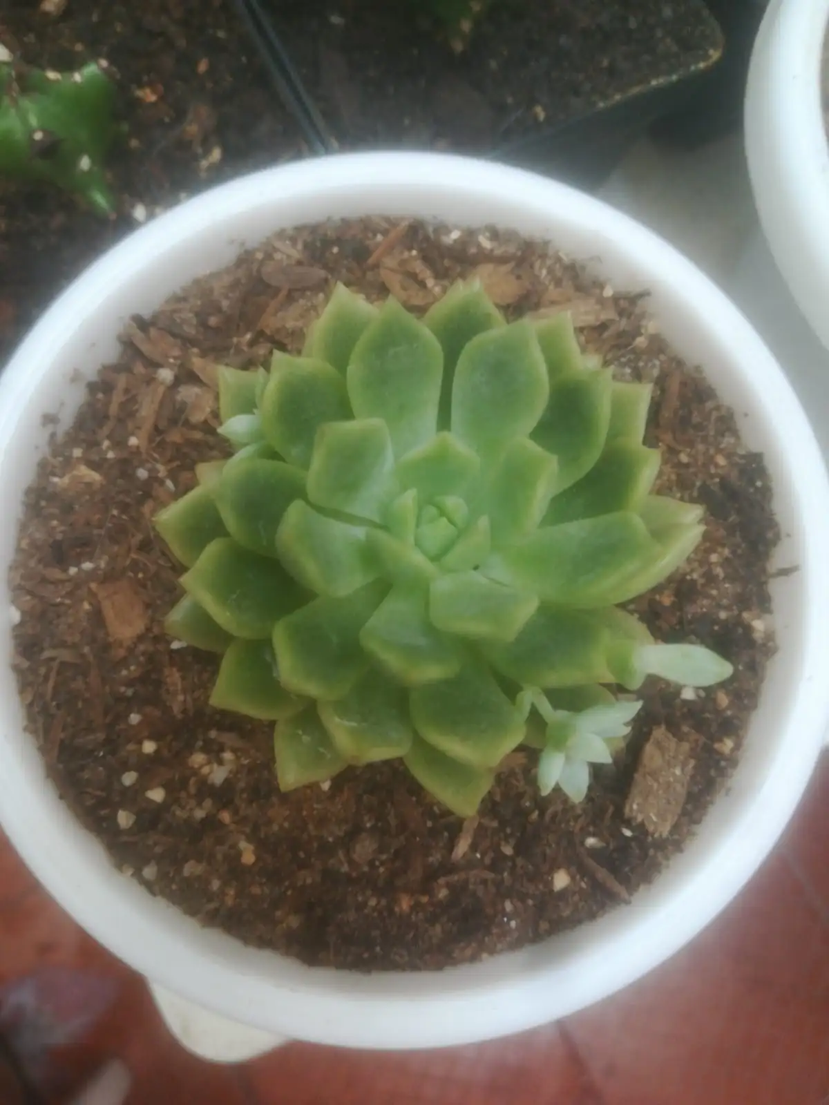 Echevería elegans