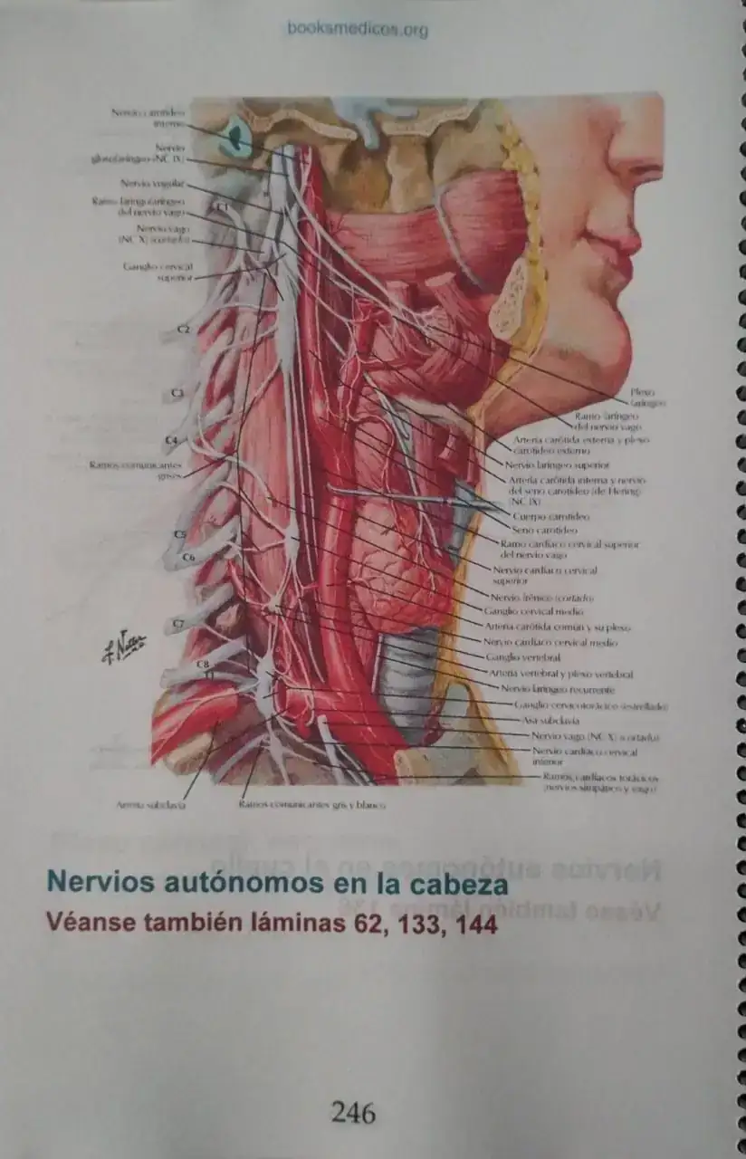 Atlas de Anatomía Humana 7ª Edición  3