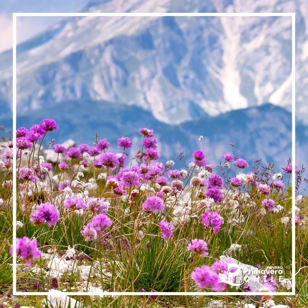 Armeria Alpina / Manuelito