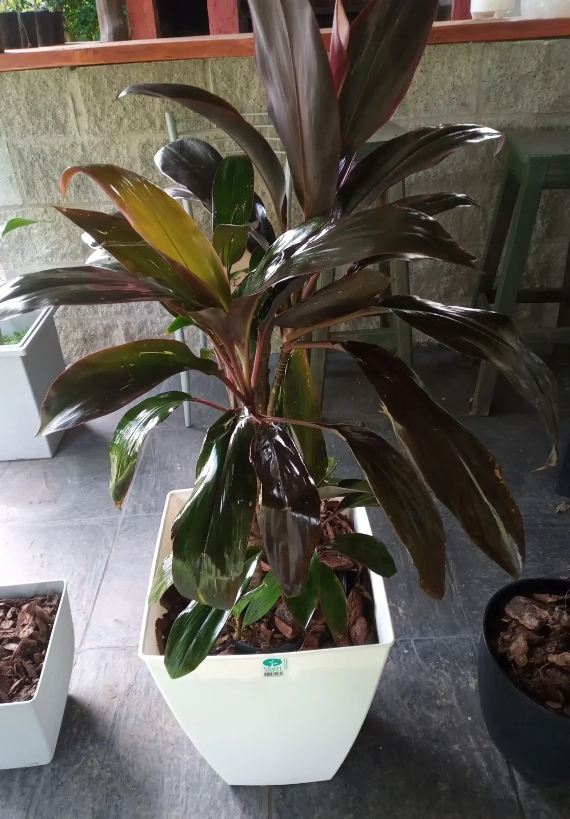 Dracena Rubra