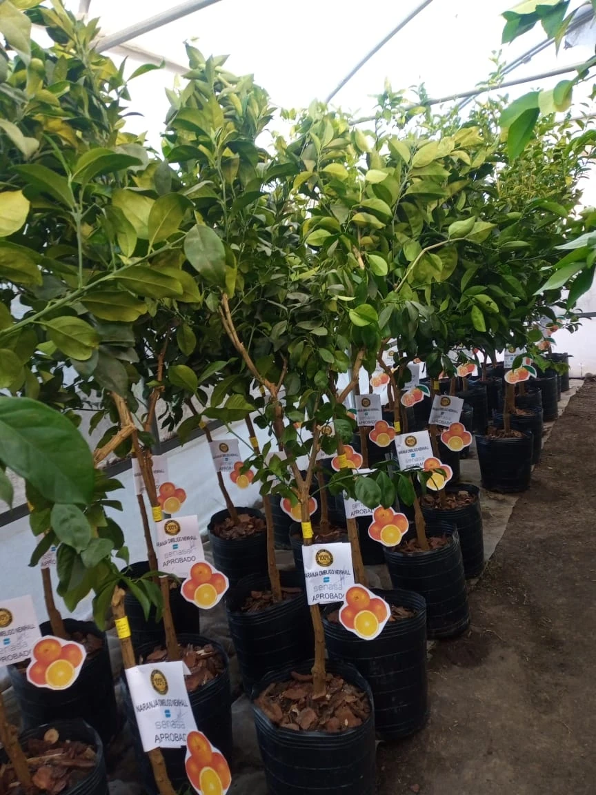 Mandarina Dulce 7 años Murcot 2