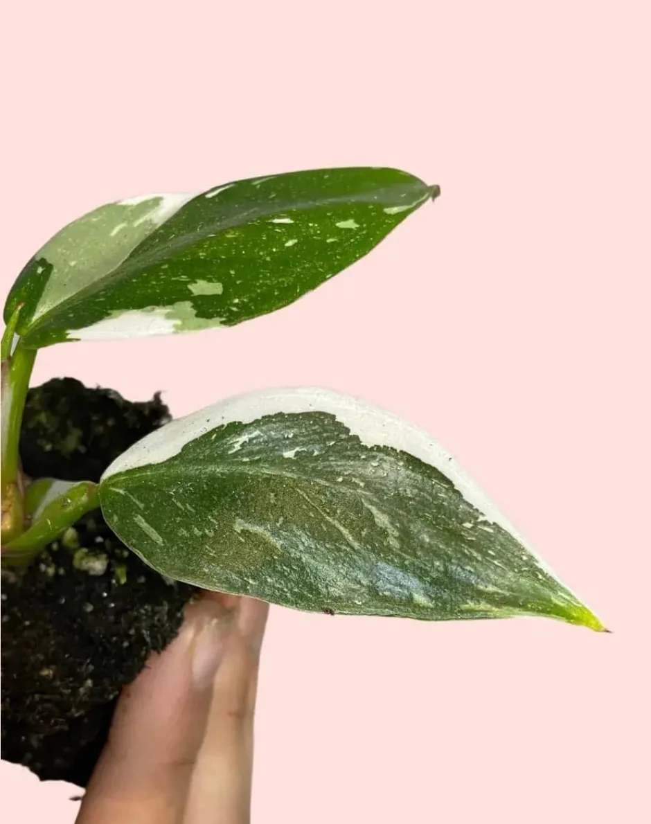 PHILODENDRON WHITE PRINCESS 2