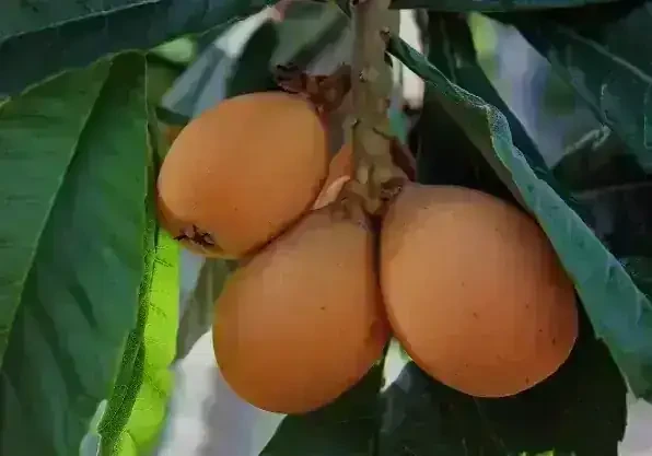 Nispero