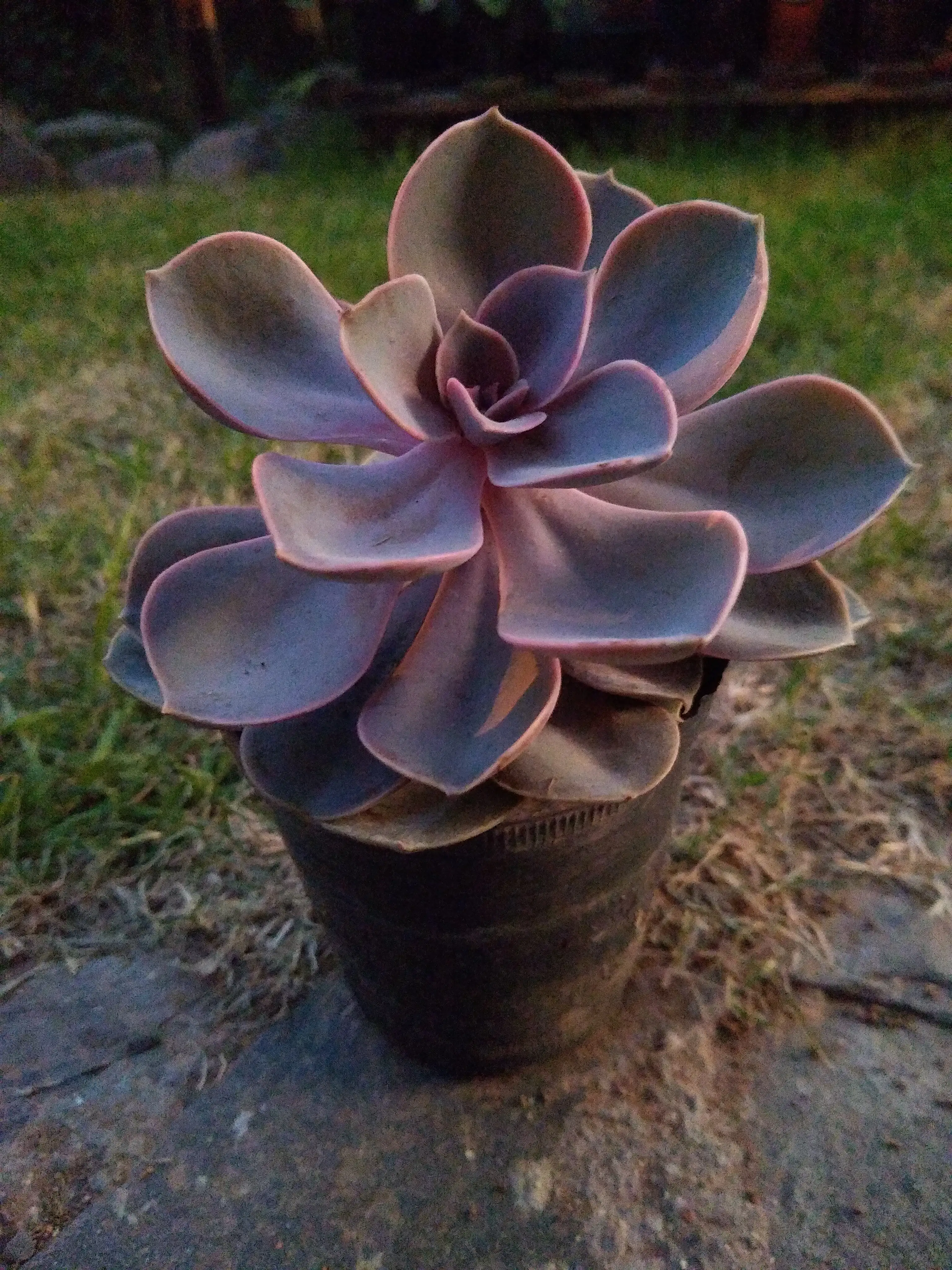 Echeverria Gibbiflora DC