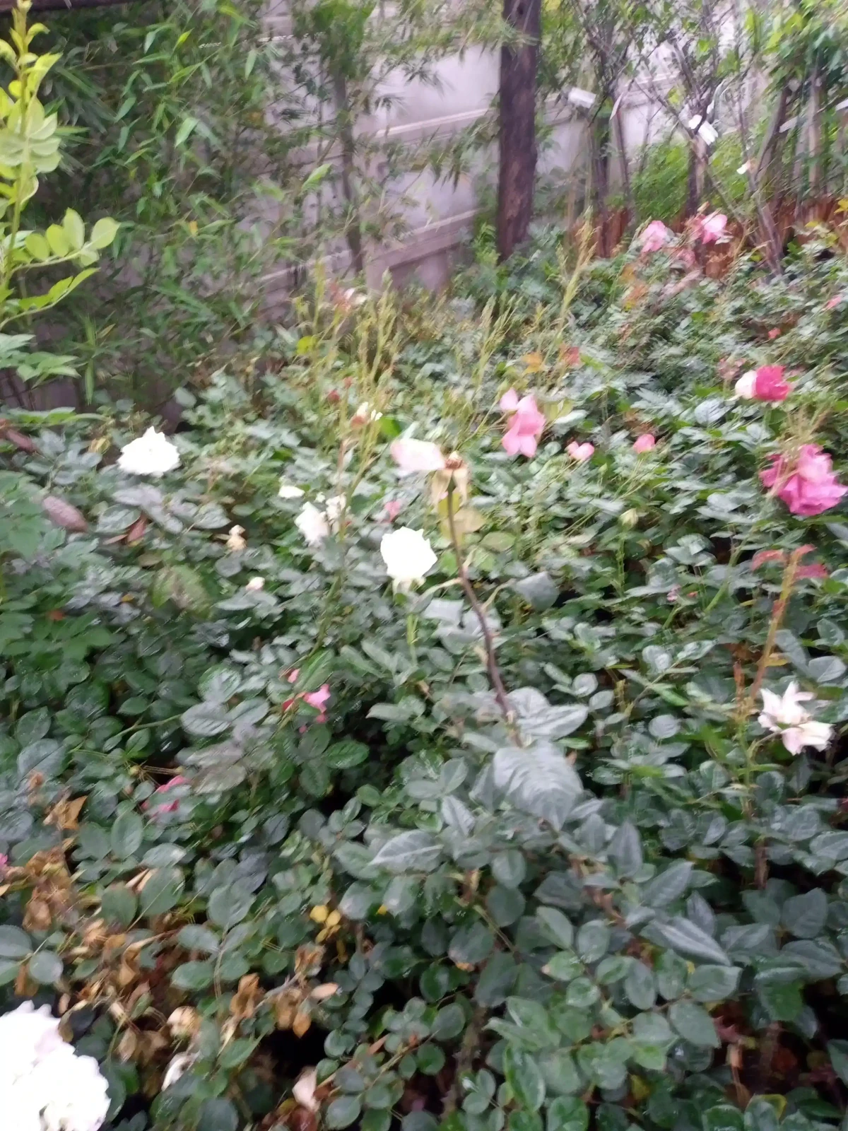 Rosas (Roja,blanca,rosada o amarilla) 6