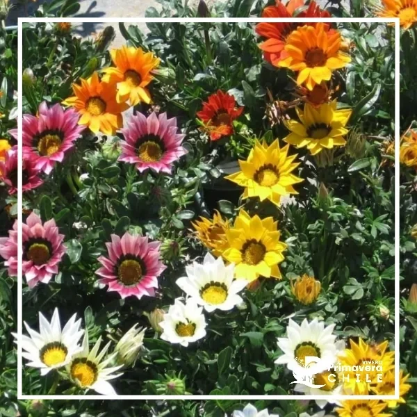 Semillas Gazania Splendens