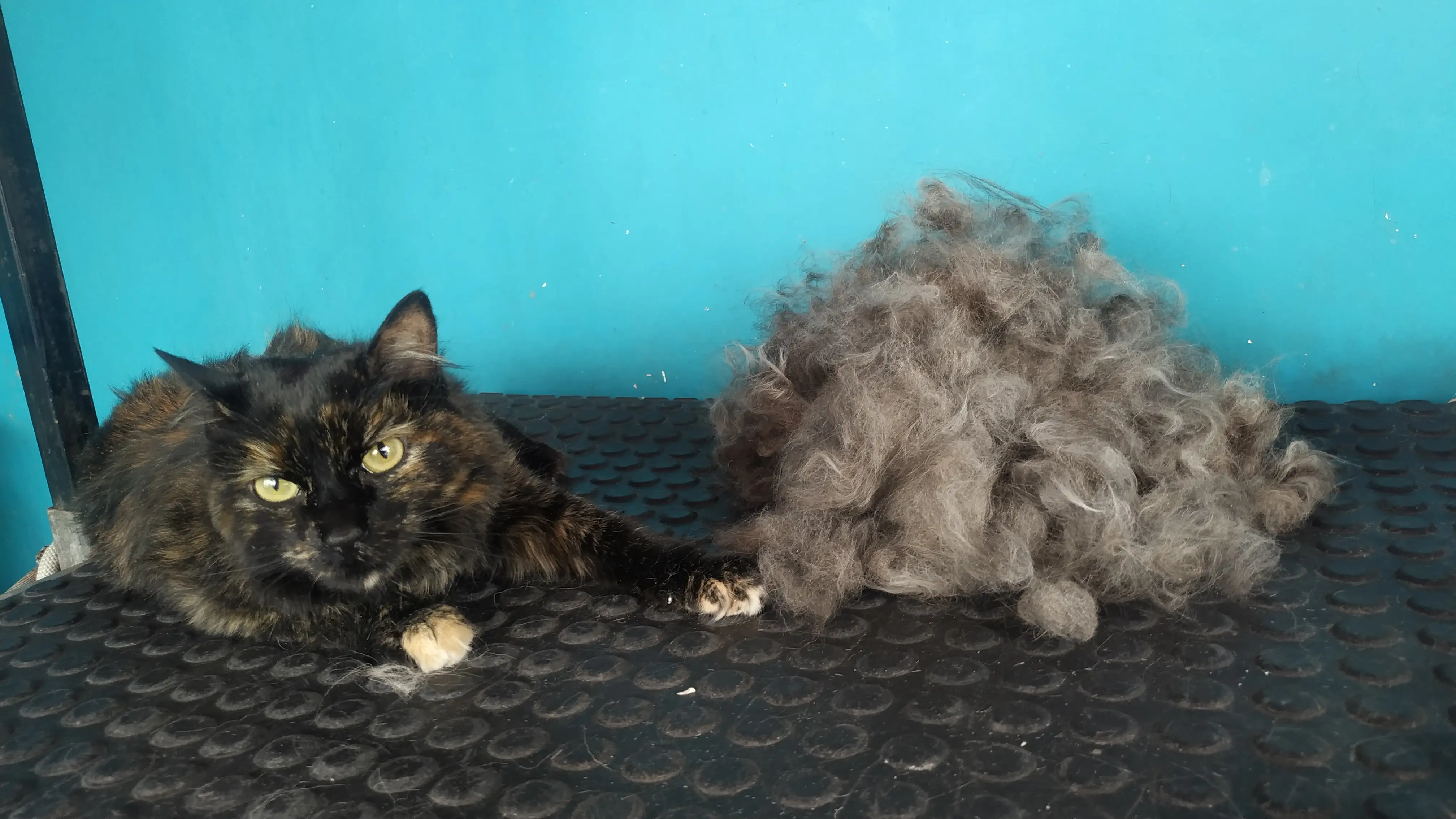 PELUQUERIA FELINA