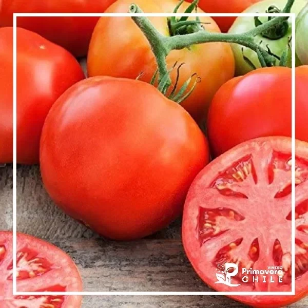 Semillas Tomate Cal Ace