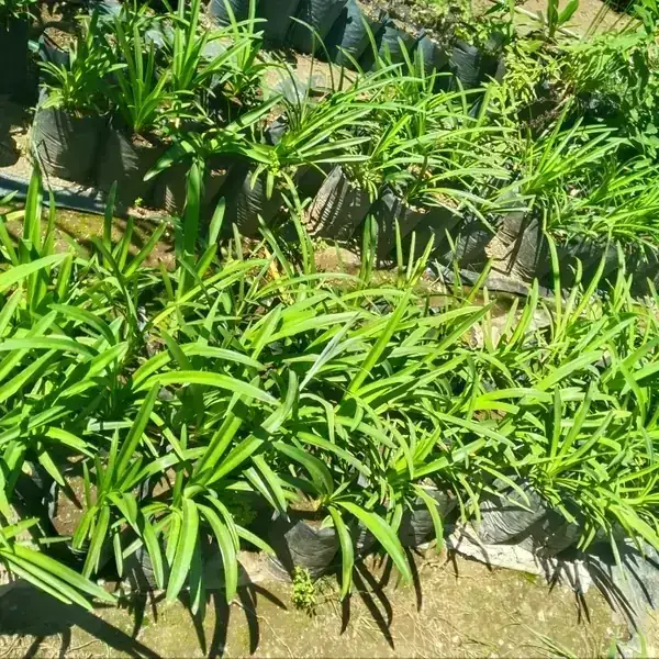 Agapanto  3