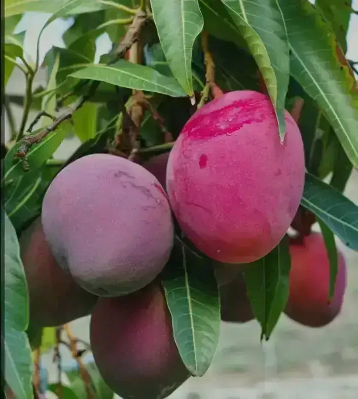 Mango rosado
