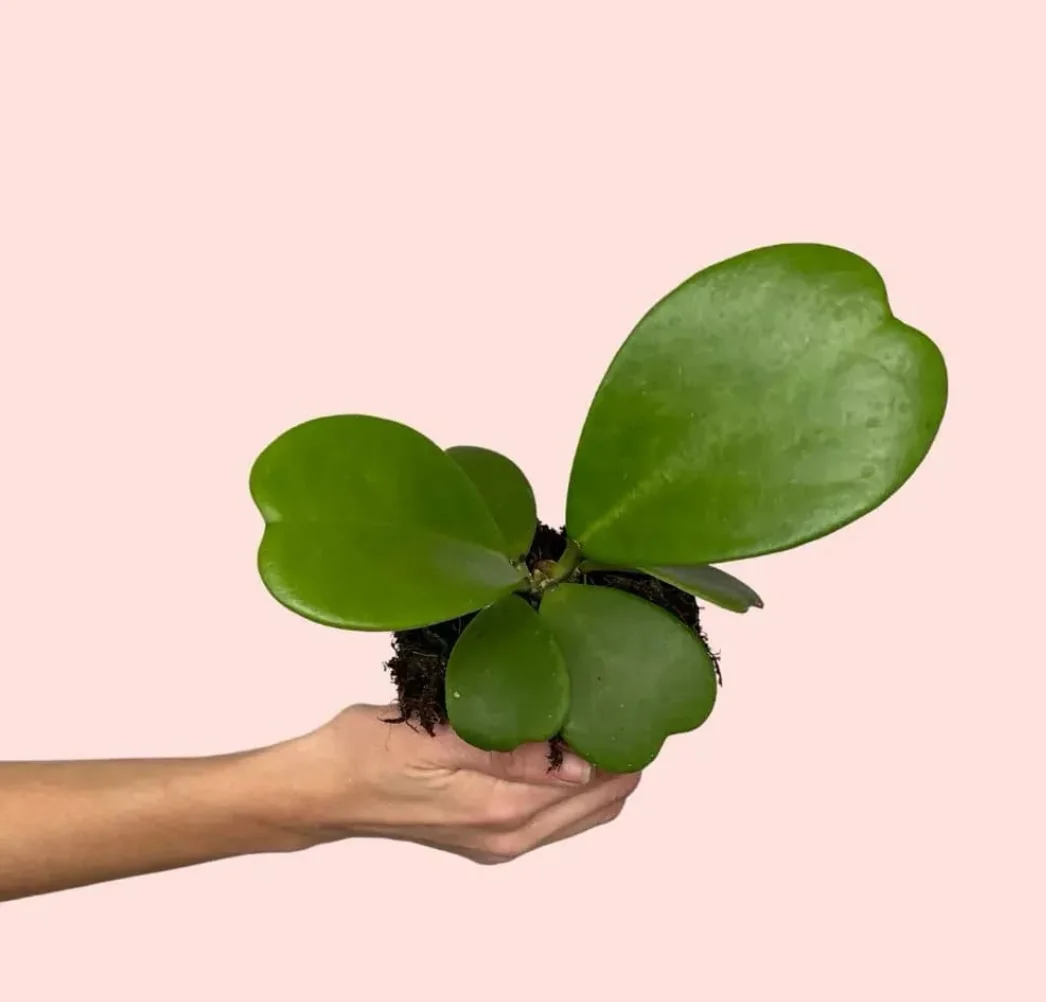 HOYA KERRII