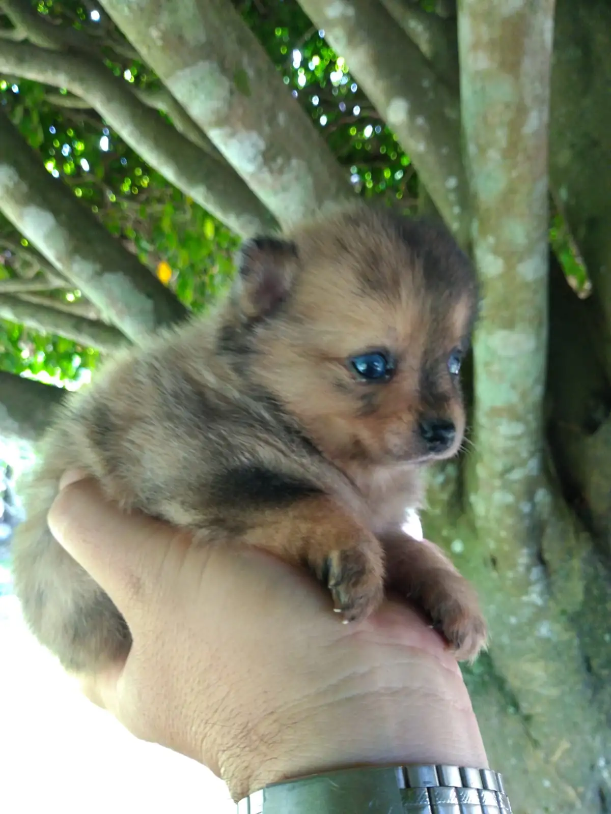 Pomerania Hembra ❤️ 3