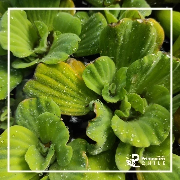 Lechuga de Agua / Pistia Stratiotes