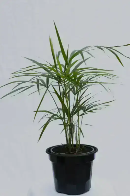 Palmera Palmito 