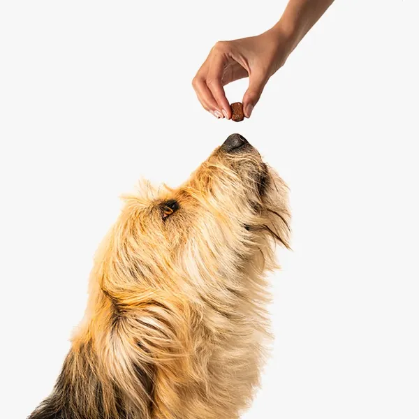 Alimentos para perros 