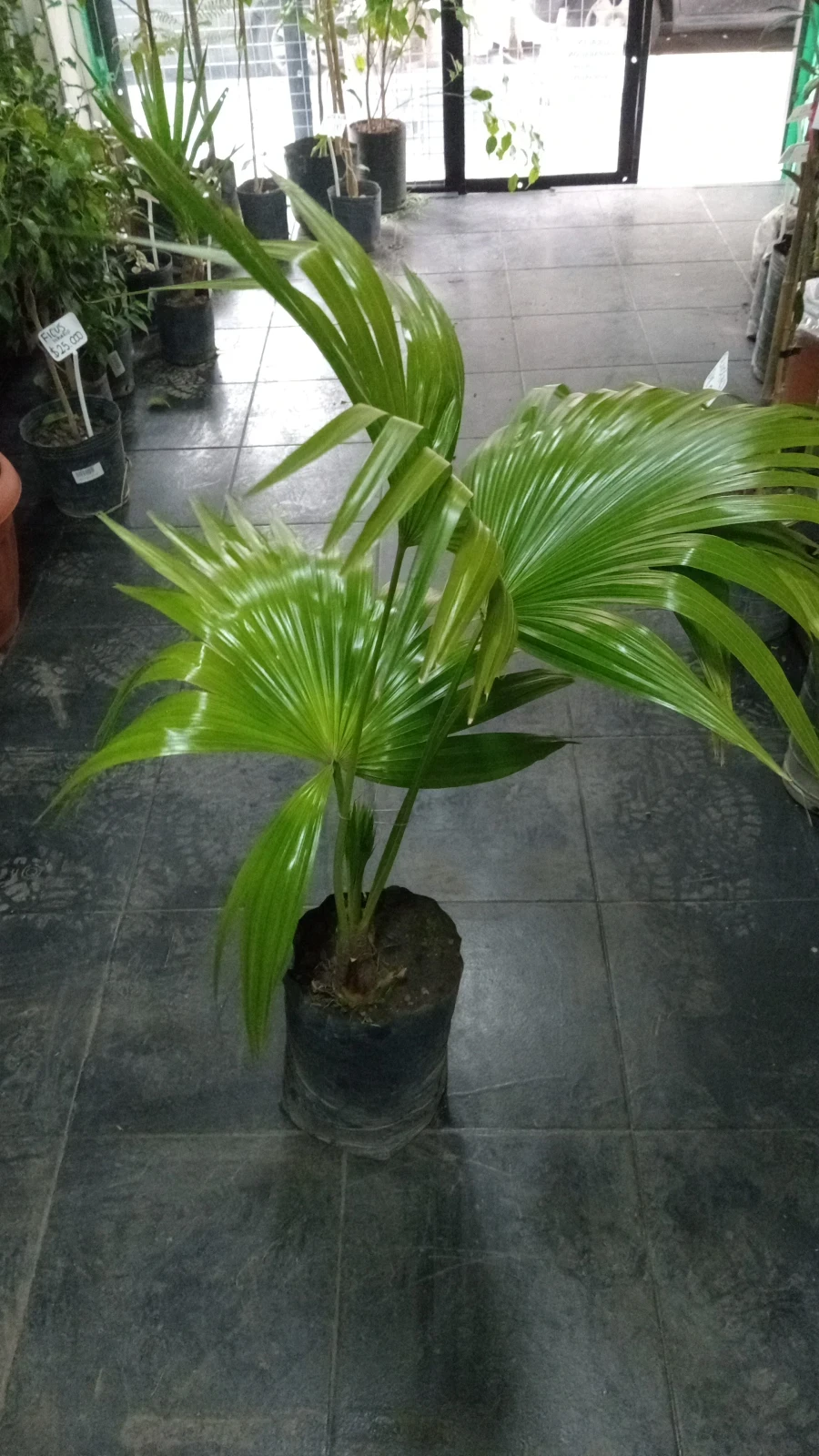 Washingtonia