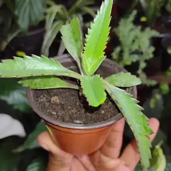 Kalanchoe
