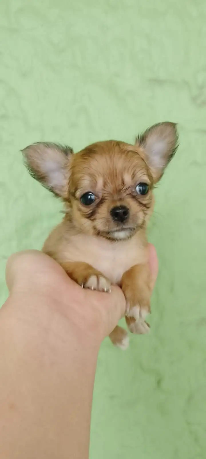 CHIHUAHUA🎀