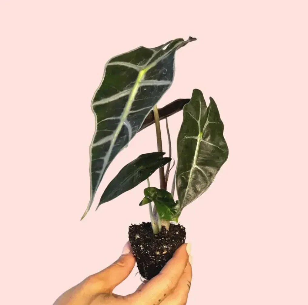 ALOCASIA AMAZÓNICA