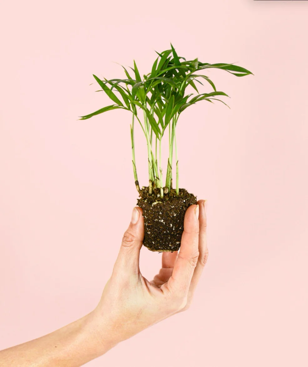 PALMA ARECA MINI