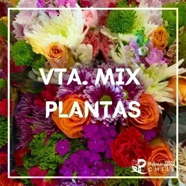 Mix de Plantas