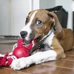 Kong Ball W/Rope 2