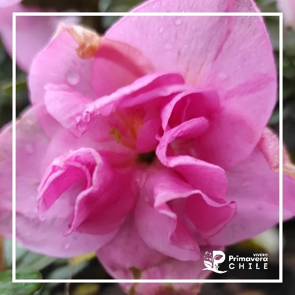 Azalea Rosada Jaspeada Doble