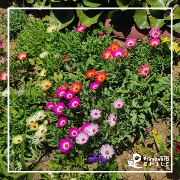 Delosperma Solstice – Bicolor 3