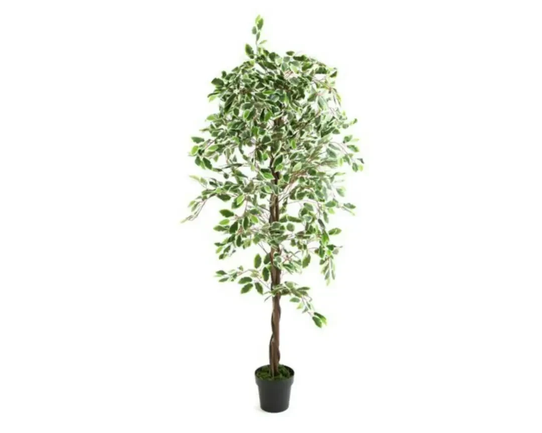 Planta Ficus Toscana 188cm altura