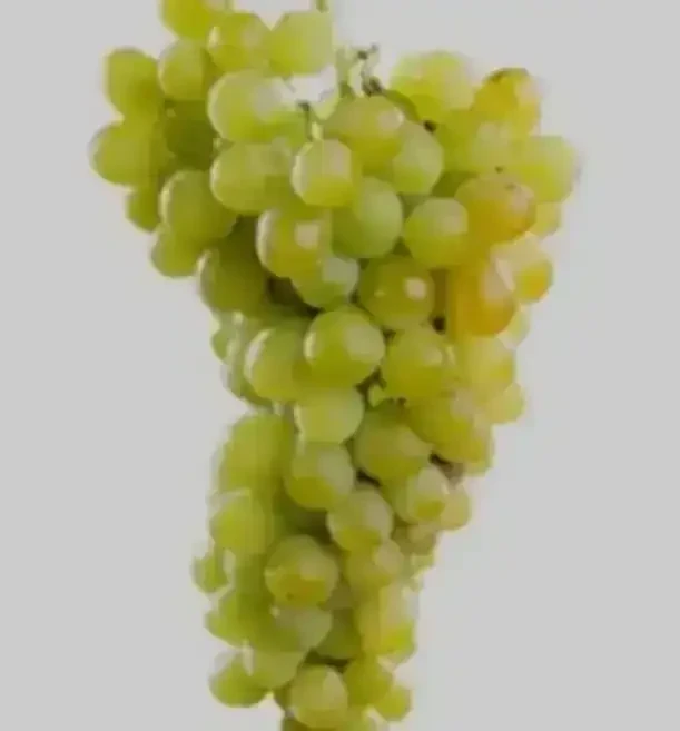 Parra Uva Moscatel Blanca