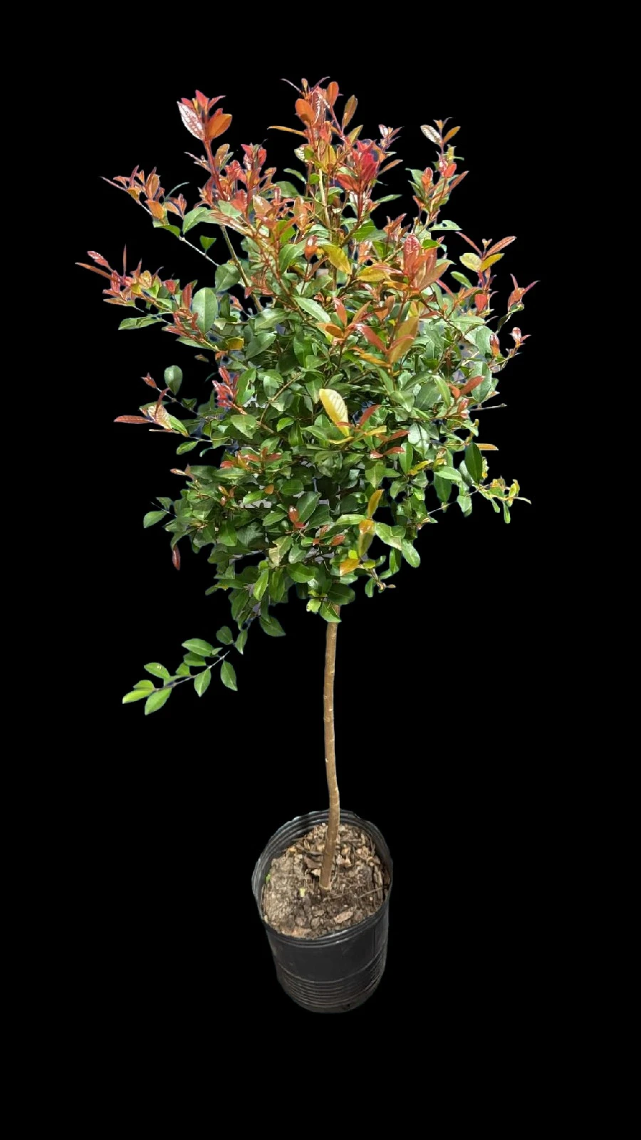 Eugenia Topiaria 120cm 3